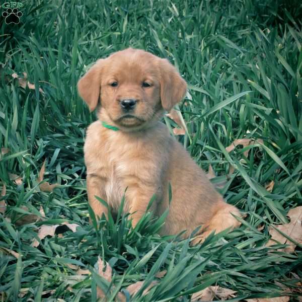 Carter, Golden Labrador Puppy
